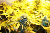 An image of Blue Cheese