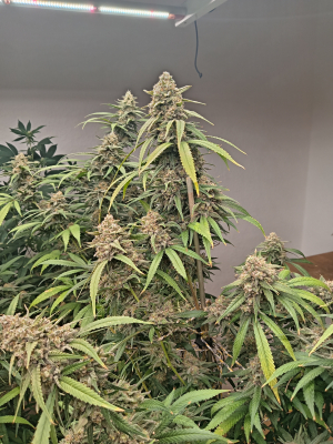 An image of Blue Cheese
