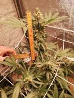 Blueberry OG: strain page photo, credit seedfinder.eu, copyright status shown with credit copyright unverified