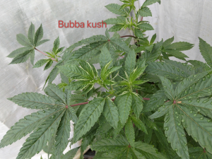 An image of Bubba Kush