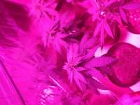 An image of CBD Blue Shark