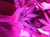 An image of CBD Blue Shark