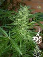 An image of Chronic Thunder