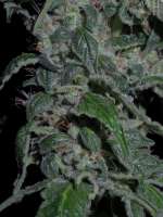 An image of Cookies Kush