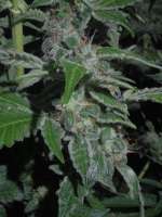 An image of Cookies Kush