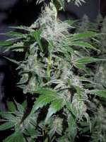 An image of Cookies Kush