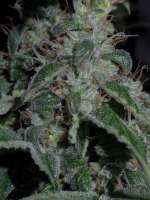 An image of Cookies Kush