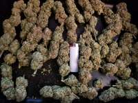 Critical Kush: strain page photo, credit seedfinder.eu, copyright status shown with credit copyright unverified