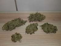 G13 Haze: strain page photo, credit seedfinder.eu, copyright status shown with credit copyright unverified