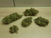 G13 Haze: strain page photo, credit seedfinder.eu, copyright status shown with credit copyright unverified
