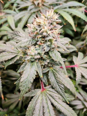 Gary Payton: strain page photo, credit seedfinder.eu, copyright status shown with credit copyright unverified