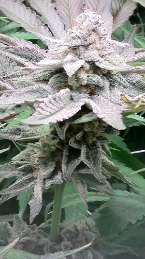 An image of Girl Scout Cookies