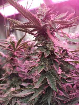 An image of Girl Scout Cookies