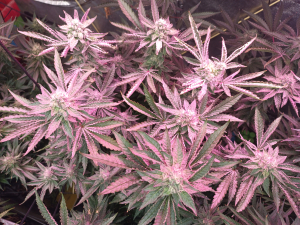 An image of Girl Scout Cookies