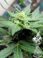 An image of Grape Ape
