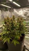 An image of LSD Auto