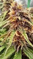 An image of LSD Auto