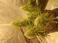 An image of LSD Auto