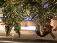 Laughing Buddha archive 3