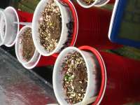 Laughing Buddha archive 1