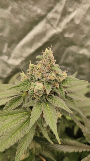 An image of Lemon Cherry Gelato