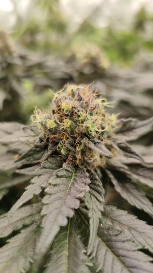 An image of Lemon Cherry Gelato