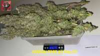 Lemon Tree: strain page photo, credit seedfinder.eu, copyright status shown with credit copyright unverified