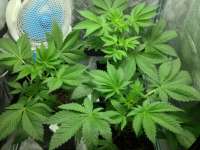 An image of Liberty Haze