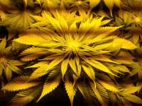 An image of Liberty Haze