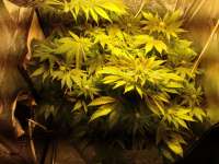 An image of Liberty Haze
