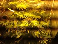 An image of Liberty Haze