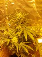 An image of Mimosa Evo
