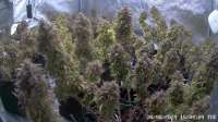 An image of Mimosa x Orange Punch Auto