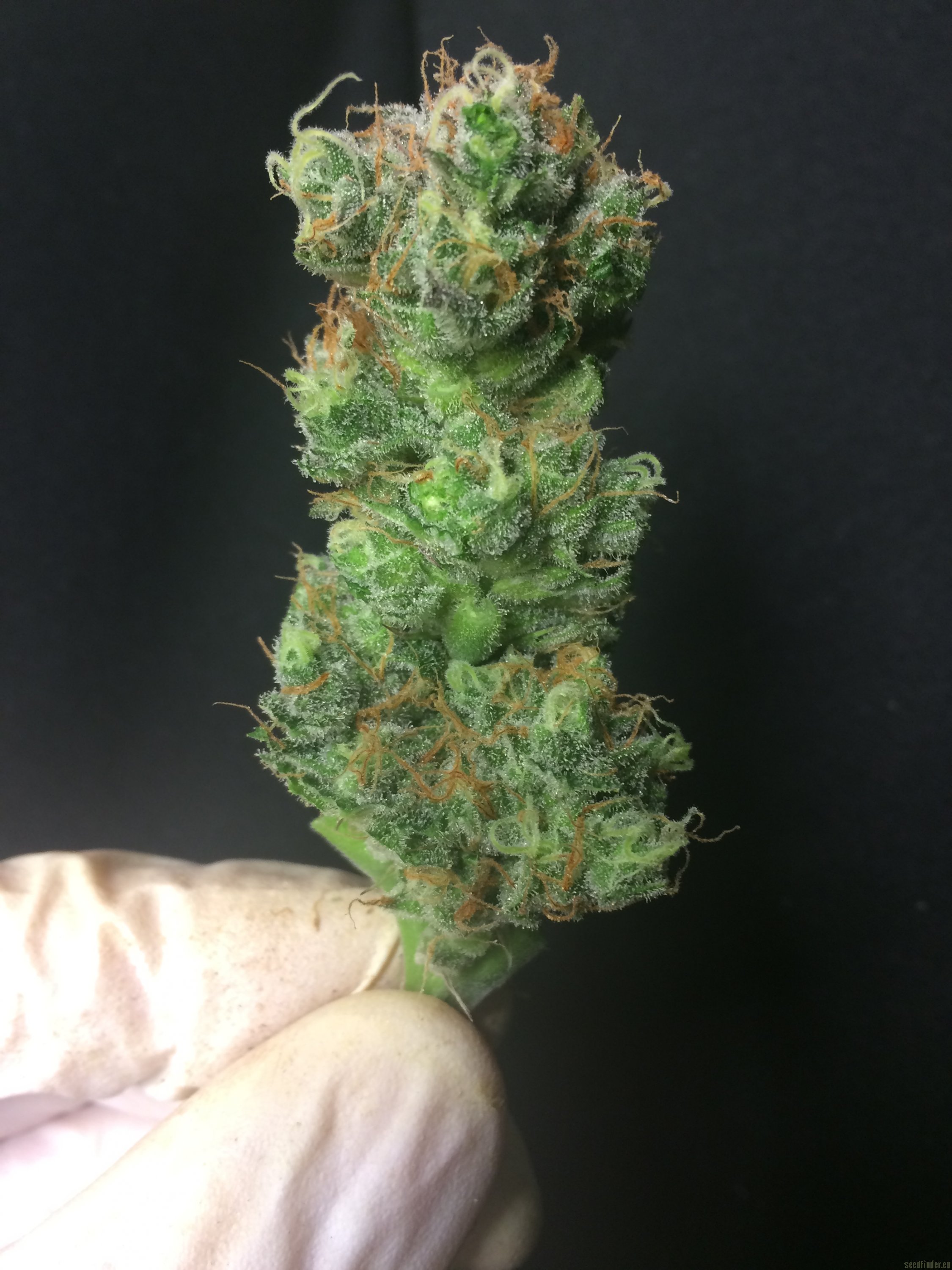 Orange Sherbert flower, as labeled by the cited photo source