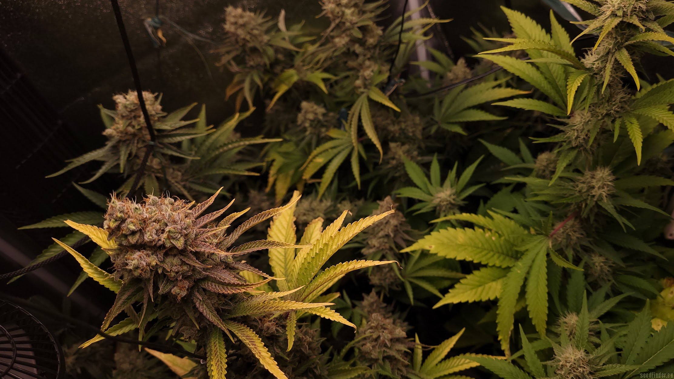 Peyote Critical flowering cannabis, as labeled by the cited photo source