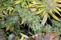 An image of Pineapple Chunk