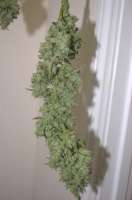 An image of Pineapple Chunk