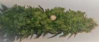 Pink Kush: strain page photo, credit seedfinder.eu, copyright status shown with credit copyright unverified