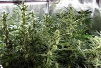 An image of Pink Kush