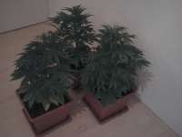 Red Cherry Berry archive 1