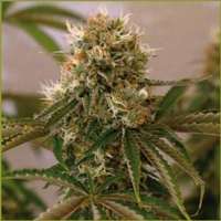 Red Cherry Berry archive 2