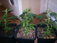 Red Diesel archive 2