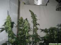 Red Diesel archive 3