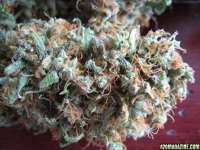 Red Diesel archive 1