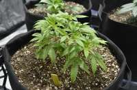 Red Dragon archive 5