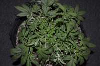 Red Dragon archive 3