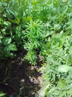 Tangelo Rapido archive 1