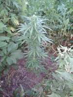 Tangelo Rapido archive 3