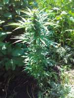 Tangelo Rapido archive 2