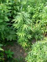 Tangelo Rapido archive 4